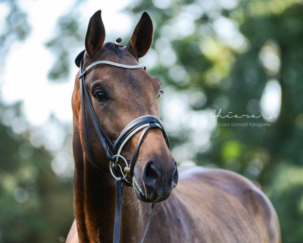 dressage horse Bobbi Brown (Westphalian, 2013, from Belconi)