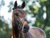 dressage horse Bobbi Brown (Westphalian, 2013, from Belconi)