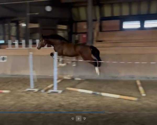 broodmare Chelsea (Hanoverian, 2020, from Cullinan du Borget B)