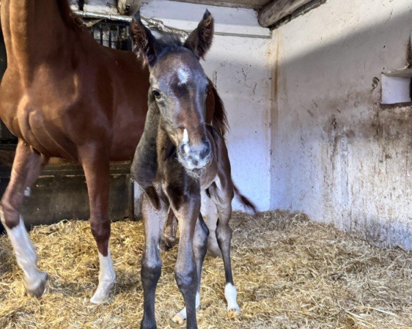 foal by Rohgold (Austrian Warmblood, 2025, from Duplexx)