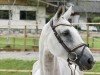 broodmare Bibibibi du Gibet (Luxembourg horse, 2011, from Balou du Rouet)