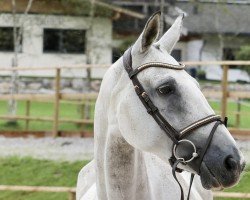 Zuchtstute Bibibibi du Gibet (Luxemburgisches Reitpferd, 2011, von Balou du Rouet)