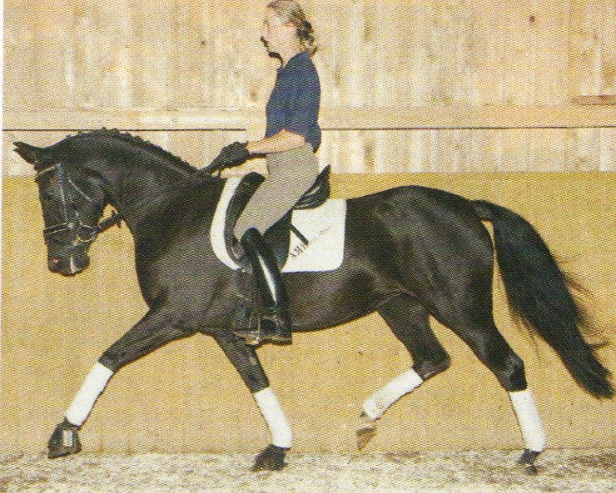 broodmare Ninette 34 (German Riding Pony, 1997, from Night-Shadow)