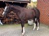 dressage horse Bunte Berta (Westphalian, 2018, from Callaho's Benicio)