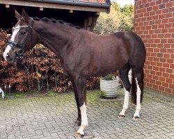 dressage horse Bunte Berta (Westphalian, 2018, from Callaho's Benicio)