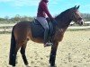 dressage horse Del-Halloh (German Riding Pony, 2020)
