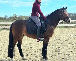 dressage horse Del-Halloh (German Riding Pony, 2020)