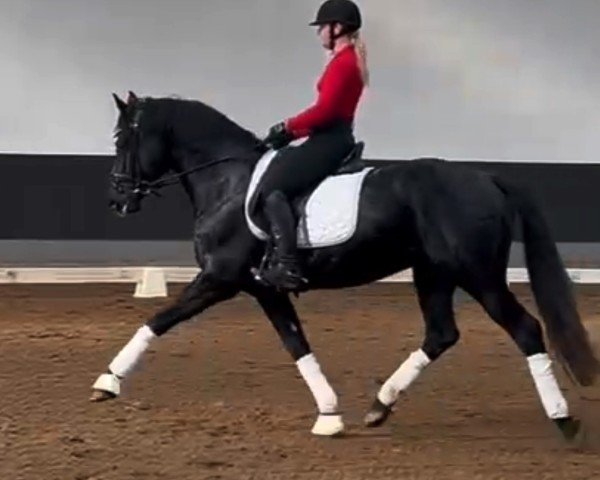 dressage horse Fürstenstolz 7 (Hanoverian, 2019, from Fürsten-Look)