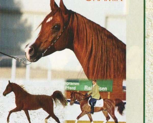stallion Ghamin EAO (Arabian purebred, 2000, from Naheed EAO)