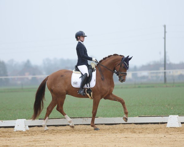 dressage horse Feeling My Way (Oldenburg, 2020, from Blue Hors Fifty Cent)