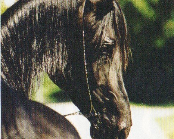 Pferd Riad El Mahabb ox (Vollblutaraber, 1992, von Ferment ox)