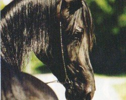 Pferd Riad El Mahabb ox (Vollblutaraber, 1992, von Ferment ox)