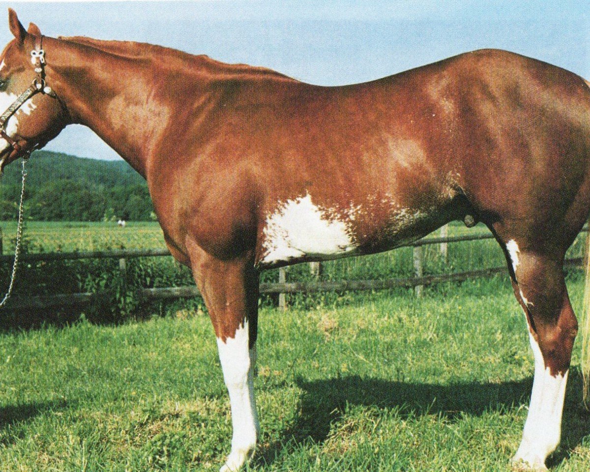 Deckhengst Whata Luck (Paint Horse, 1988, von Sonnys Luckychance)