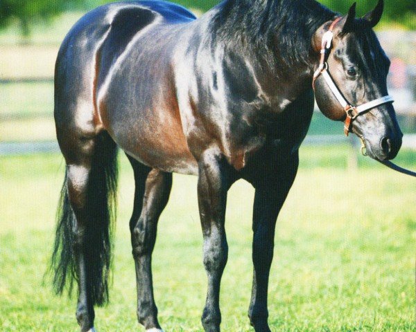 horse Tinsel Nic (Quarter Horse, 1999, from Bueno Chexinic)