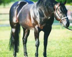 Pferd Tinsel Nic (Quarter Horse, 1999, von Bueno Chexinic)