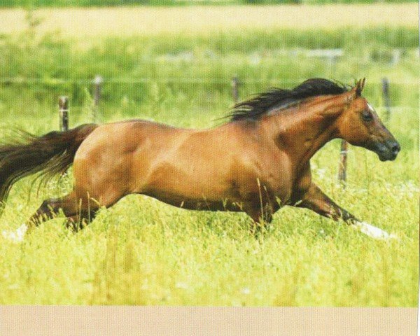 horse Mr Tori Kid (Quarter Horse, 1993, from Brennas Kid)