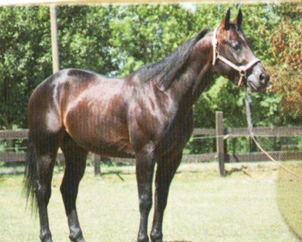 stallion Smart Chicinic (Quarter Horse, 2001, from Reminic)