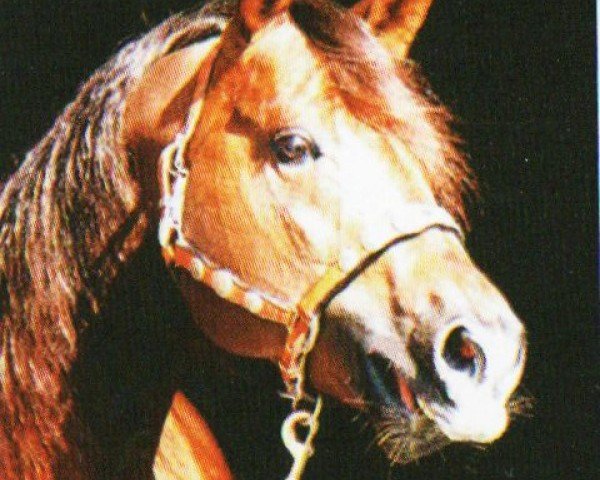 stallion Storm Warning Whiz (Quarter Horse, 1994, from Topsail Whiz)