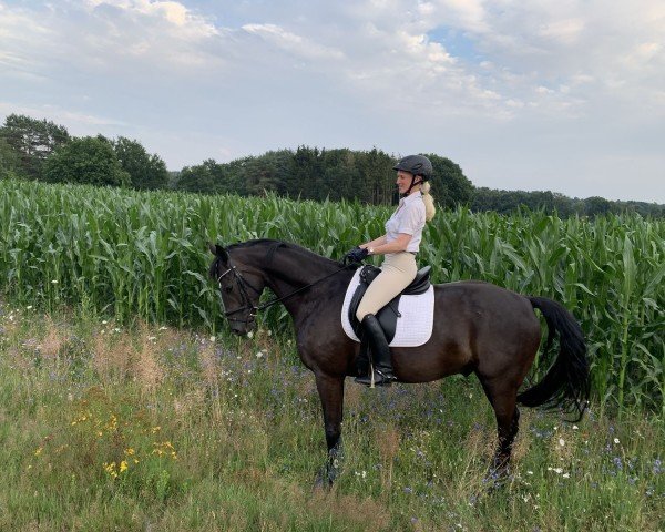 Springpferd Special Surprise K (Oldenburger, 2013, von Surprice)
