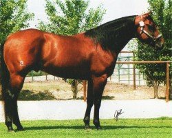 horse Topgun Whiz (Quarter Horse, 1995, from Topsail Whiz)