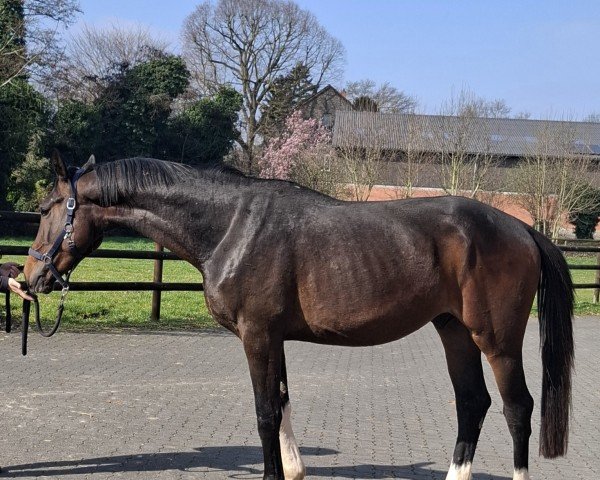 dressage horse Seganto (Westphalian, 2022, from Secret Game)