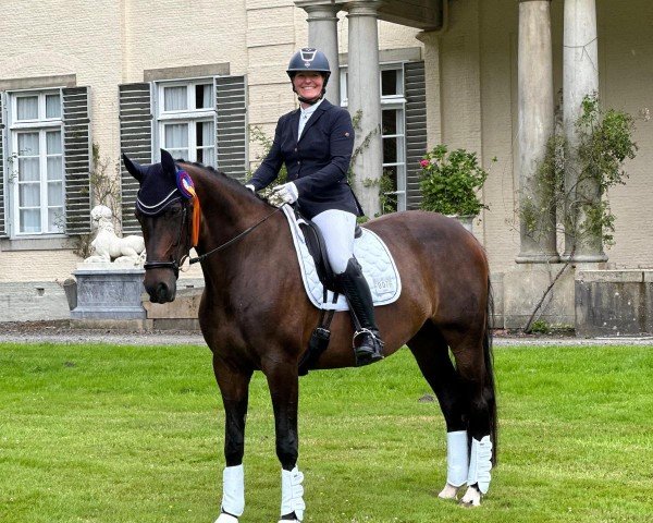 dressage horse Ace of Base 14 (Oldenburg, 2015, from Amandari)