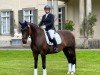 dressage horse Ace of Base 14 (Oldenburg, 2015, from Amandari)