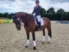 dressage horse Frascatina (Oldenburg, 2009, from Sir Oldenburg)