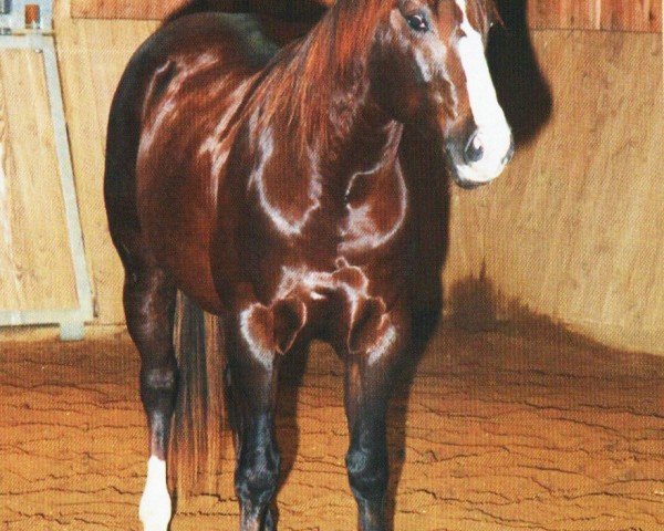 Pferd Texas Checkers (Quarter Horse, 2006, von Wimpys Little Step)