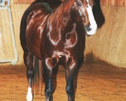 horse Texas Checkers (Quarter Horse, 2006, from Wimpys Little Step)