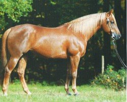 horse Top Whiz Dun It (Quarter Horse, 2002, from Topsail Whiz)