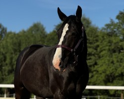 Pferd Rimrock (Deutscher Traber, 2018, von Dream Vacation SF-395 (US))