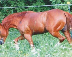 stallion Who is my Daddy (Quarter Horse, 2000, from Reminic)