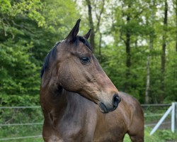 Pferd Serienlohn (Englisches Vollblut, 2010, von Lomitas xx)