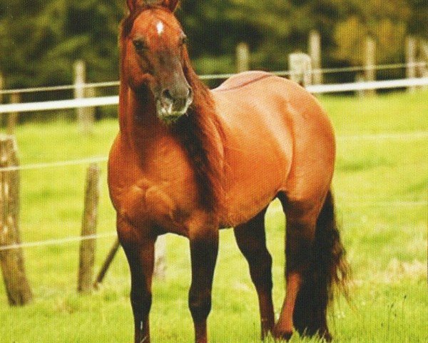 horse Pinewoods King Jac (Quarter Horse, 1995, from Hes A Steppin Jac)