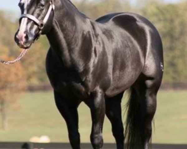 Pferd Night Deposit Chex (Quarter Horse, 1997, von Nu Chex To Cash)