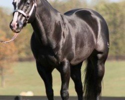 Pferd Night Deposit Chex (Quarter Horse, 1997, von Nu Chex To Cash)