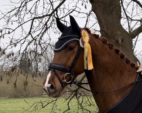 dressage horse Talentino H (Oldenburg, 2020, from Tesla)
