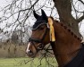 dressage horse Talentino H (Oldenburg, 2020, from Tesla)