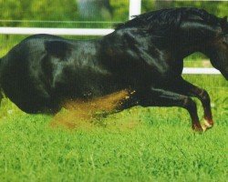 Deckhengst McJac Flash (Quarter Horse, 1987, von Hollywood Jac 86)
