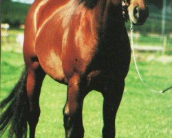 stallion Little Remedy Chexs (Quarter Horse, 1995, from Doc's Remedy)