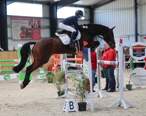 jumper Casera 4 (Oldenburg show jumper, 2017, from Cellestial)