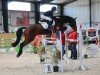 Springpferd Casera 4 (Oldenburger Springpferd, 2017, von Cellestial)