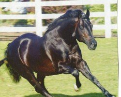 Deckhengst Hollywood Vintage (Quarter Horse, 1996, von Hollywood Dun It)