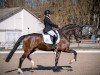 dressage horse Sauschön E (Westphalian, 2020, from Secret)