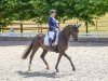 Dressurpferd Da Luna 9 (Oldenburger, 2019, von Dancier Gold FRH)