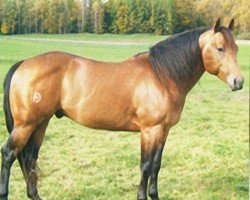 horse Jacs Ready To Silde (Quarter Horse, 2001, from Jac O Rima)