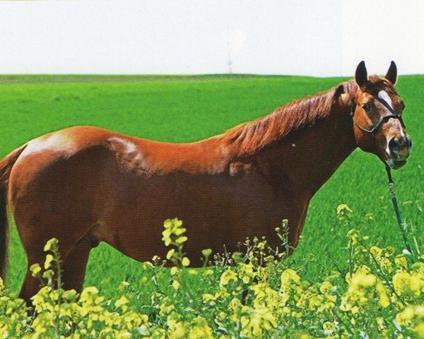 Pferd German Nics Rooster (Quarter Horse, 2004, von Gallo Del Cielo)