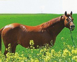 horse German Nics Rooster (Quarter Horse, 2004, from Gallo Del Cielo)