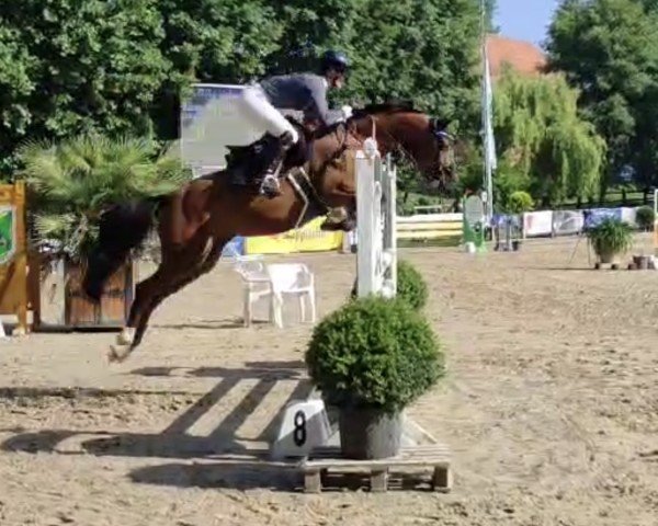 jumper Brentana A (German Riding Pony, 2014, from Cebulon)